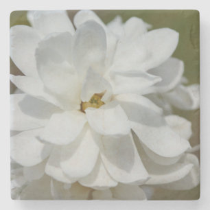 Posavasos De Piedra Silky Magnolia