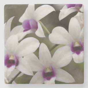 Posavasos De Piedra Singapur (sánscrito para Ciudad León). Nacional 2