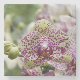 Posavasos De Piedra Singapur (Sanskrit por Ciudad León). Nacional