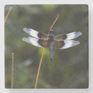Posavasos De Piedra Skimmer Dragonfly de viuda masculina