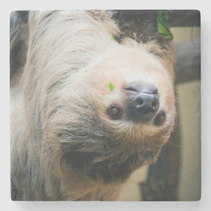 Posavasos De Piedra Sloth 005