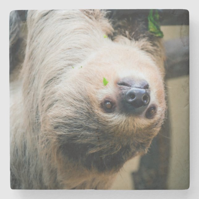 Posavasos De Piedra Sloth 005 (Anverso)