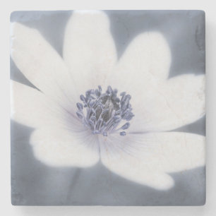 Posavasos De Piedra Sólo un pequeño flor silvestre