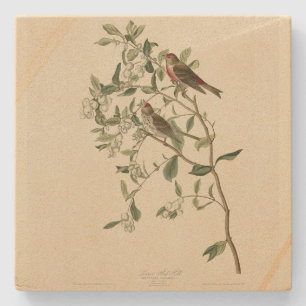 Posavasos De Piedra Sondeo rojo menor (común), aves auduónicas de Amér