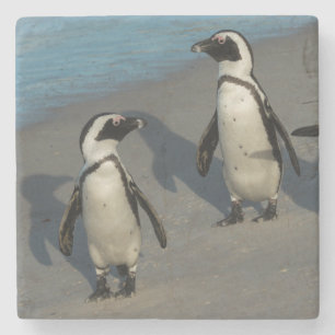 Posavasos De Piedra Spheniscus africano Demersus de los pingüinos el 