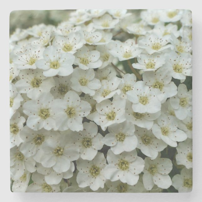 Posavasos De Piedra Spirea Arguta (Anverso)