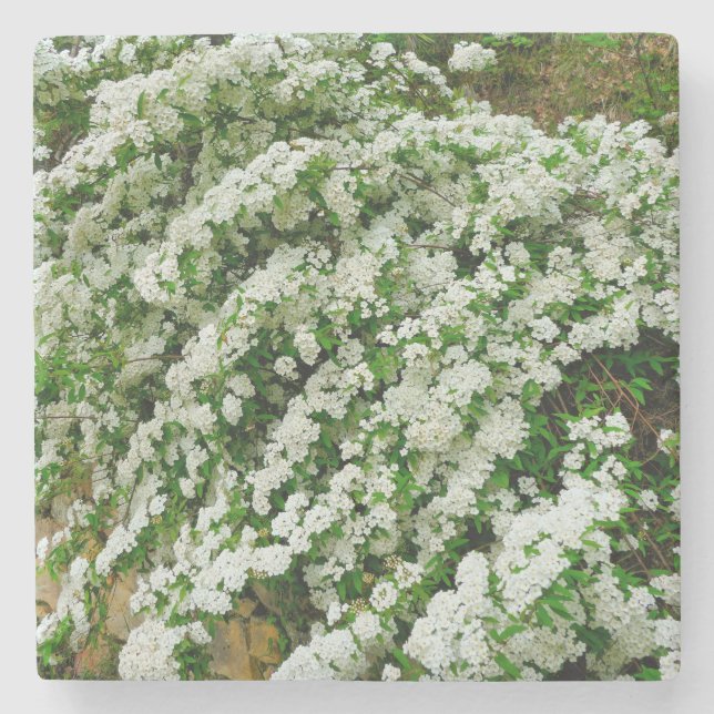 Posavasos De Piedra Spirea Arguta (Anverso)