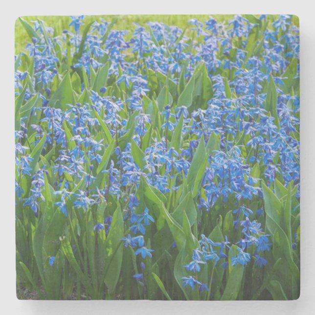 Posavasos De Piedra Squill Siberian (Anverso)