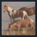 Posavasos De Piedra Stone Coaster_ mustangs in water<br><div class="desc">mustangs in water coaster.</div>
