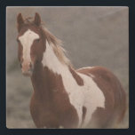 Posavasos De Piedra Stone Coaster_pinto<br><div class="desc">Pinto stallion of South Steens on sandstone coaster.</div>