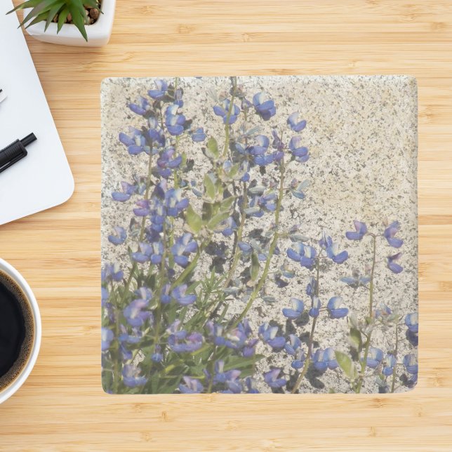 Posavasos De Piedra Subalpino Púrpura Lupina Floral (In Situ)