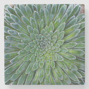 Posavasos De Piedra Suculenta planta del desierto