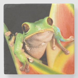 Posavasos De Piedra Sudamérica, Ecuador, Amazonas. Rana de árbol