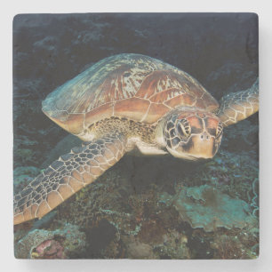 Posavasos De Piedra Sulawesi   Tortuga Verde del Mar