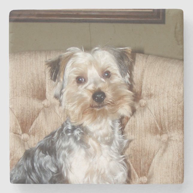 Posavasos De Piedra Super Sweet Yorkie Posing (Anverso)