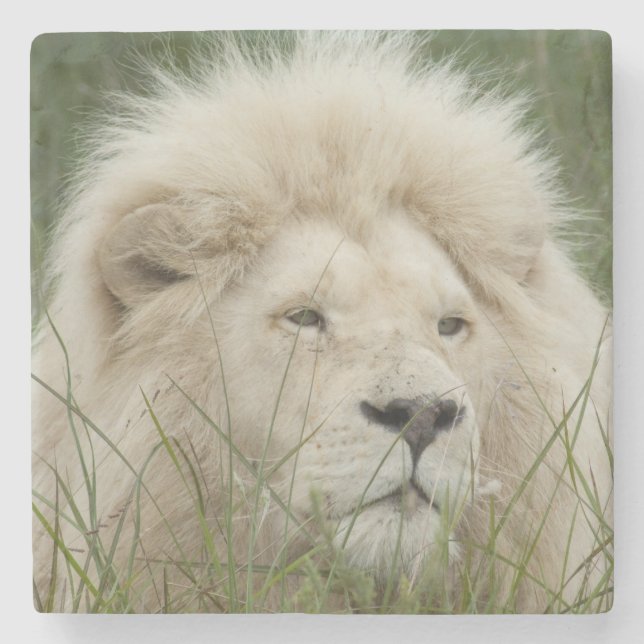 Posavasos De Piedra Suráfrica, Londres del este, Inkwenkwezi privado (Anverso)