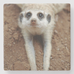 Posavasos De Piedra Suricata (Suricata Suricatta) Enfriándose