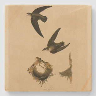 Posavasos De Piedra Swift Audubon, estadounidense (chimenea), pájaros 