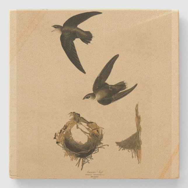 Posavasos De Piedra Swift Audubon, estadounidense (chimenea), pájaros  (Anverso)