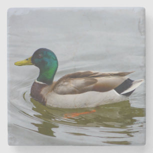 Posavasos De Piedra Swim Mallard Swim