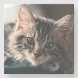 Posavasos De Piedra Tabby dulce