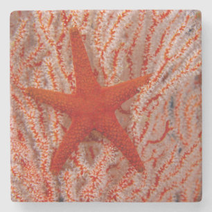 Posavasos De Piedra Tailandia, Estrella de Mar