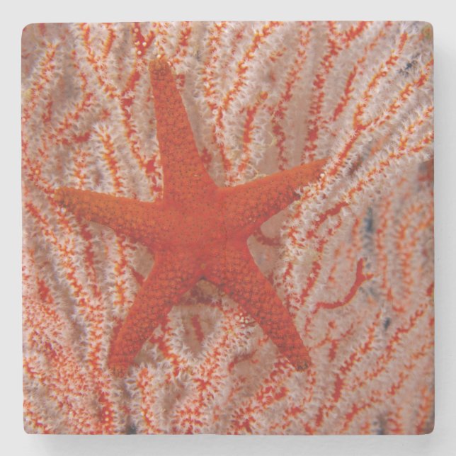 Posavasos De Piedra Tailandia, Estrella de Mar (Anverso)