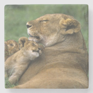 Posavasos De Piedra Tanzania, cráter de Ngorongoro. Madre león african