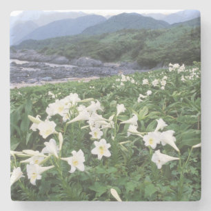 Posavasos De Piedra Teppo Yuri (Lirio), Yakushima, Kagoshima, Japón
