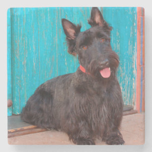 Posavasos De Piedra Terrier escocés sentado junto a una puerta colorid