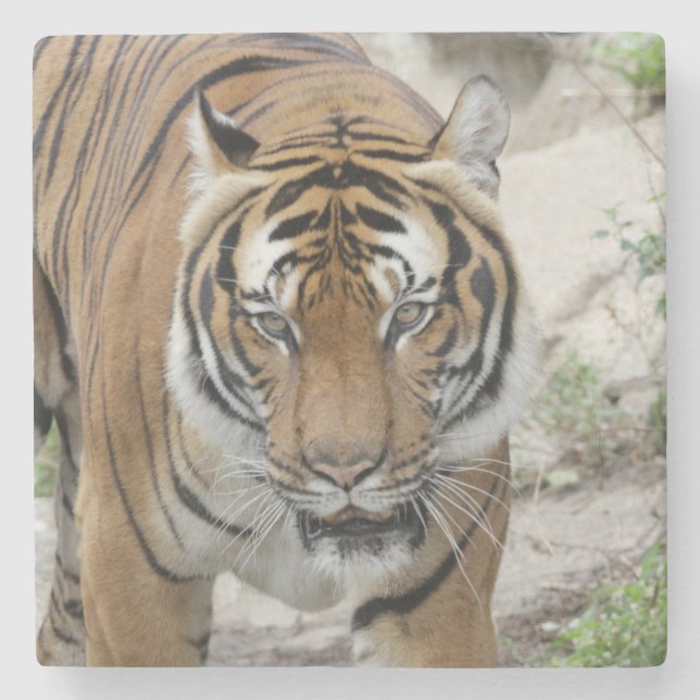 Posavasos De Piedra Tiger_001 (Anverso)