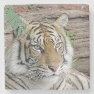 Posavasos De Piedra Tiger_002