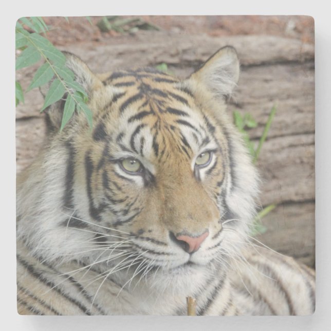 Posavasos De Piedra Tiger_002 (Anverso)