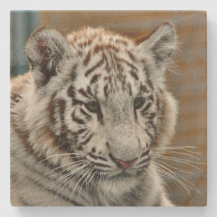 Posavasos De Piedra Tigre20151001