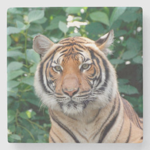Posavasos De Piedra Tigre 001