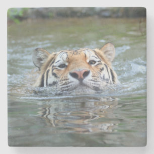 Posavasos De Piedra Tigre 028