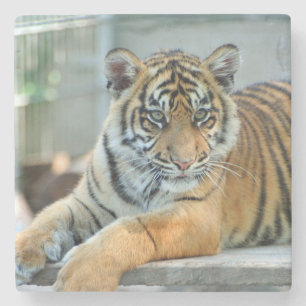 Posavasos De Piedra Tigre 034