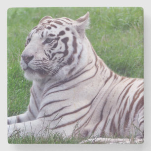 Posavasos De Piedra Tigre blanco