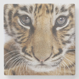 Posavasos De Piedra Tigre Cub