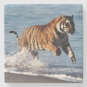 Posavasos De Piedra Tigre de Bengala (Panthera Tigris)