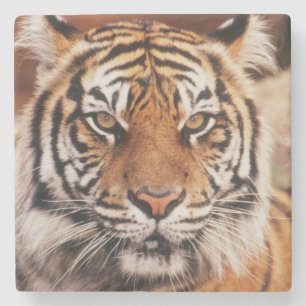 Posavasos De Piedra Tigre de Sumatra