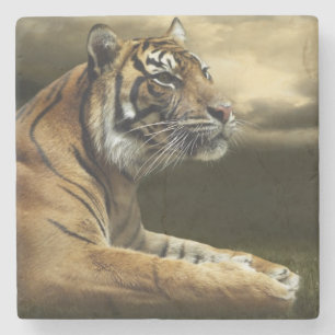 Posavasos De Piedra Tigre que mira y que se sienta debajo del cielo