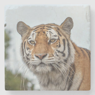 Posavasos De Piedra Tigre siberiano en estado salvaje