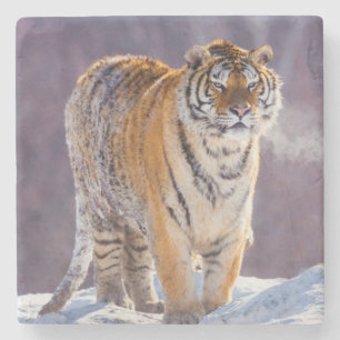 Posavasos De Piedra Tigre siberiano en la nieve, China