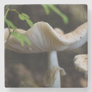 Posavasos De Piedra Toadstool Umbrella