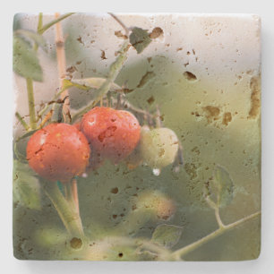 Posavasos De Piedra tomates mojados en la vid