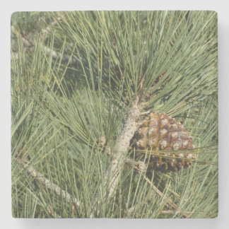 Posavasos De Piedra Torrey Pine Closeup California Botanical
