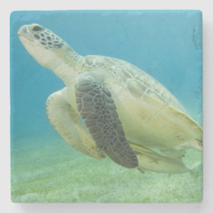 Posavasos De Piedra Tortuga