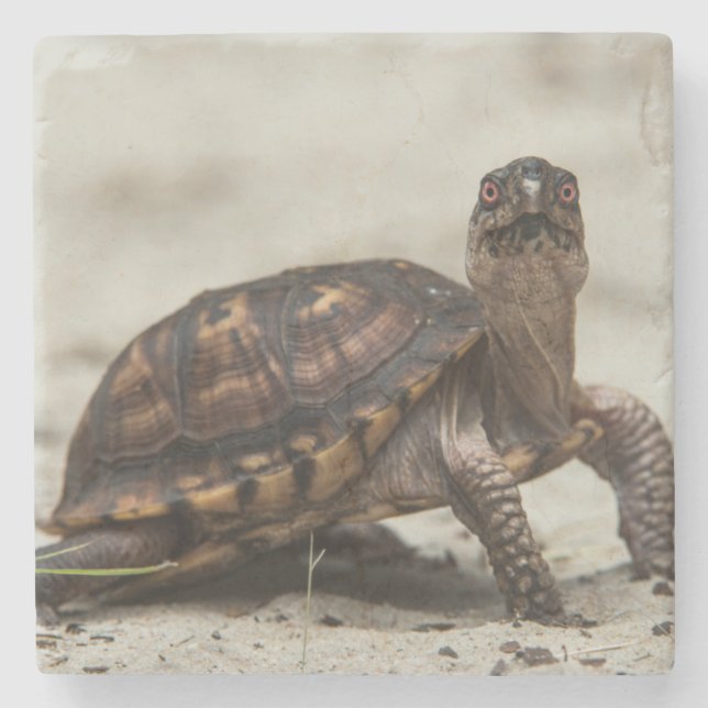 Posavasos De Piedra Tortuga de caja común (Anverso)