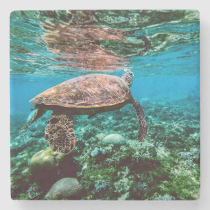 Posavasos De Piedra Tortuga de mar tropical submarina